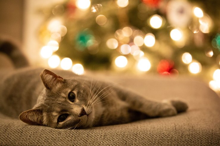 kat liggend voor kerstboom