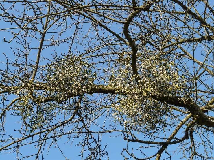 Maretakken in de boom