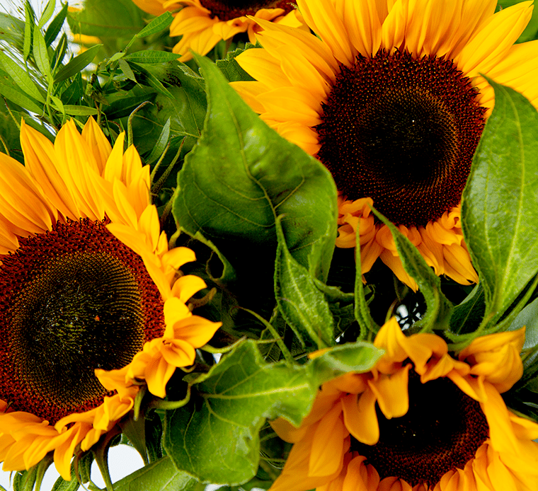 Zonnebloemen boeket