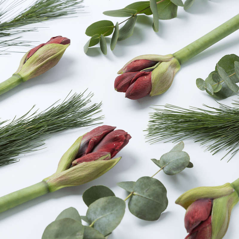 Boeketje rode amaryllissen door de brievenbus