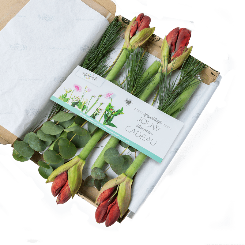 Boeketje rode amaryllissen door de brievenbus