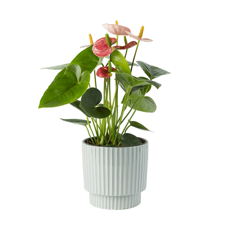 Flamingoplant (anthurium) 