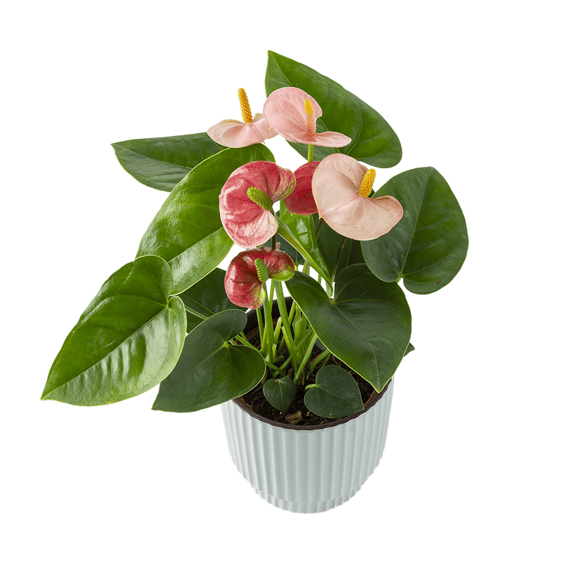 Flamingoplant (anthurium)