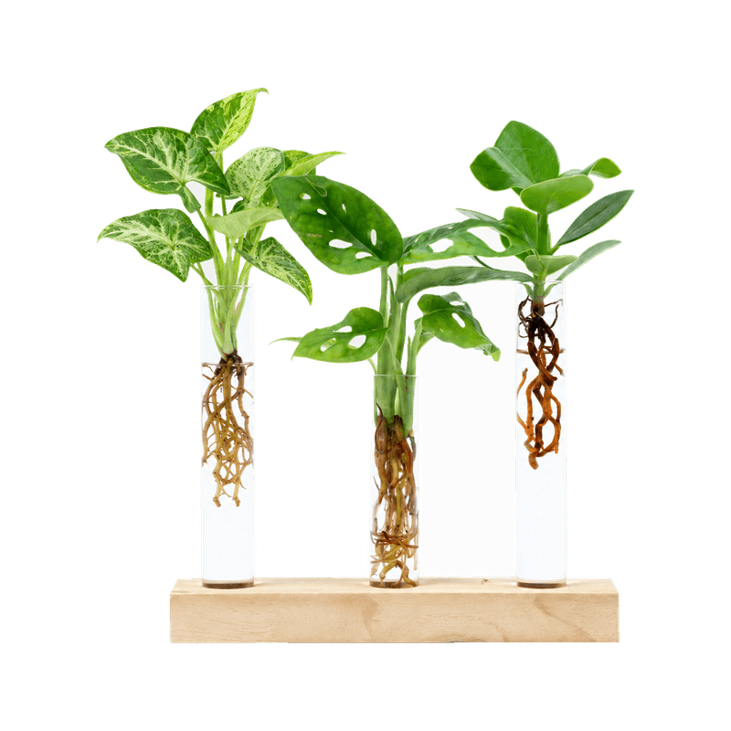 Cadeauset plantjes op water