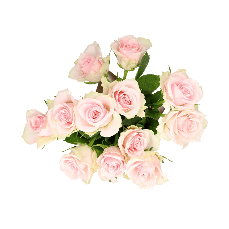 Verse roze brievenbusrozen
