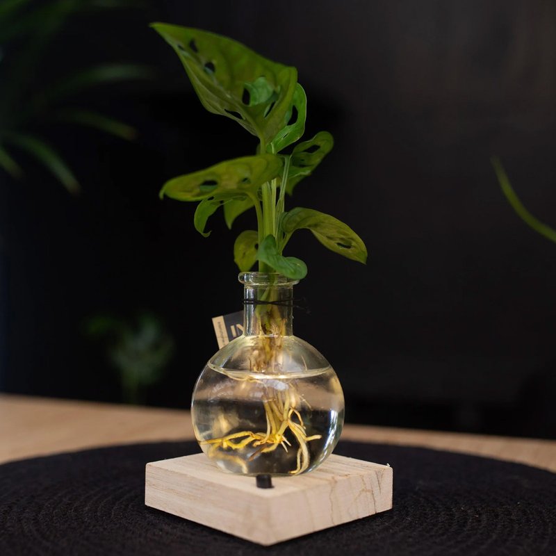 Lichtplantje Monstera
