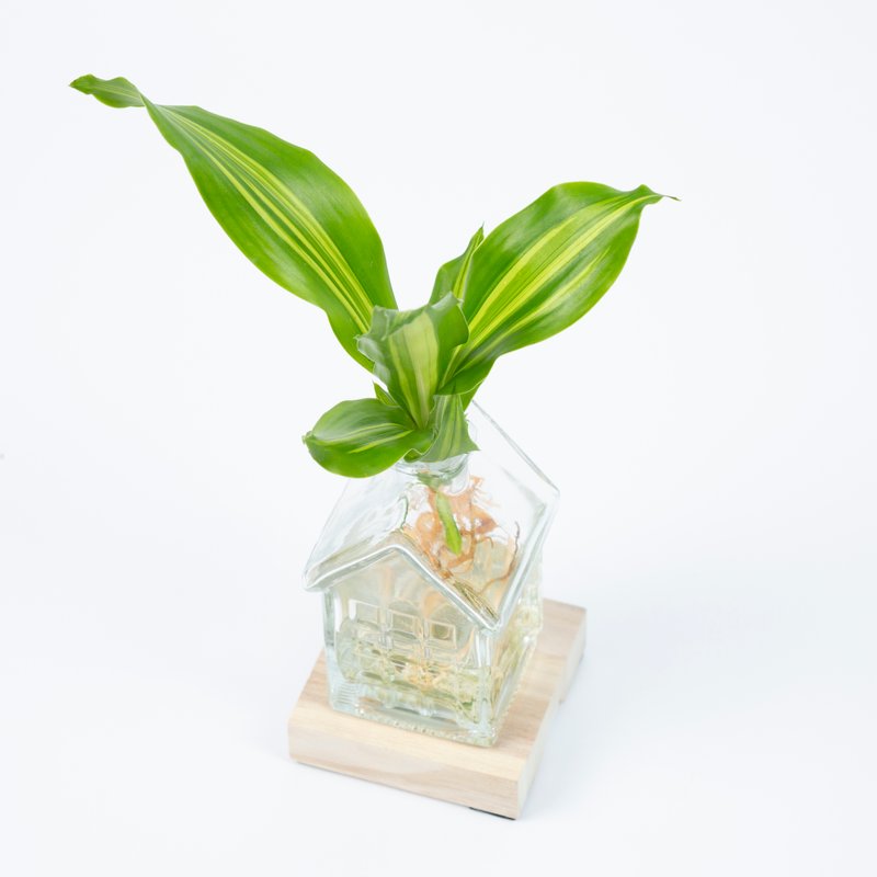 Huisvaasje met Dracaena stekje