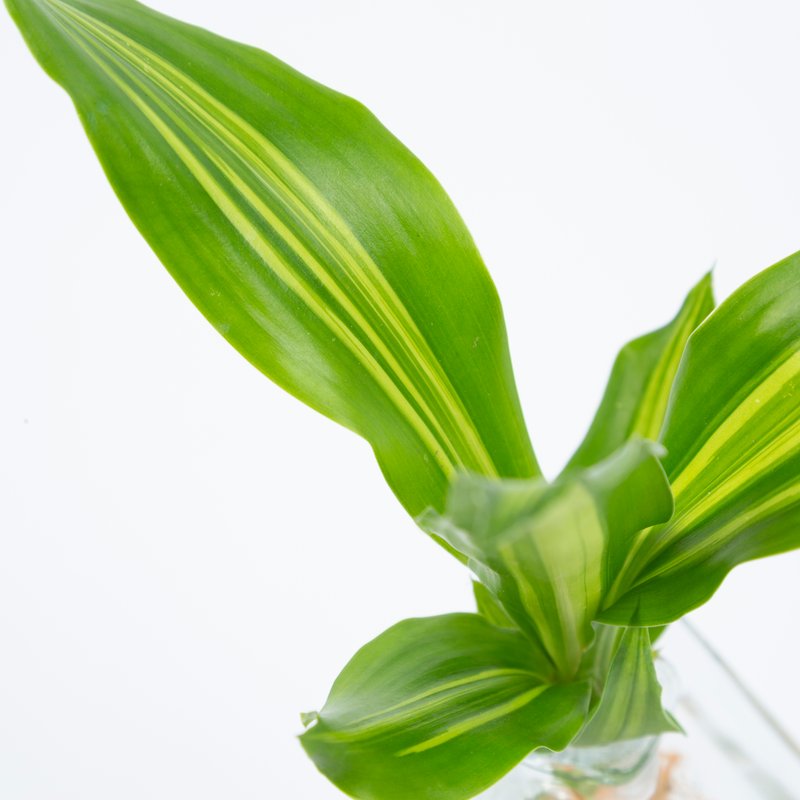 Huisvaasje met Dracaena stekje