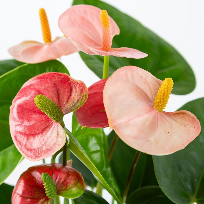 Flamingoplant (anthurium)