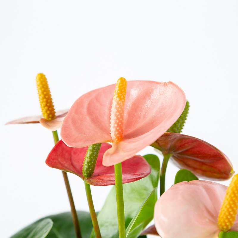 Flamingoplant (anthurium)