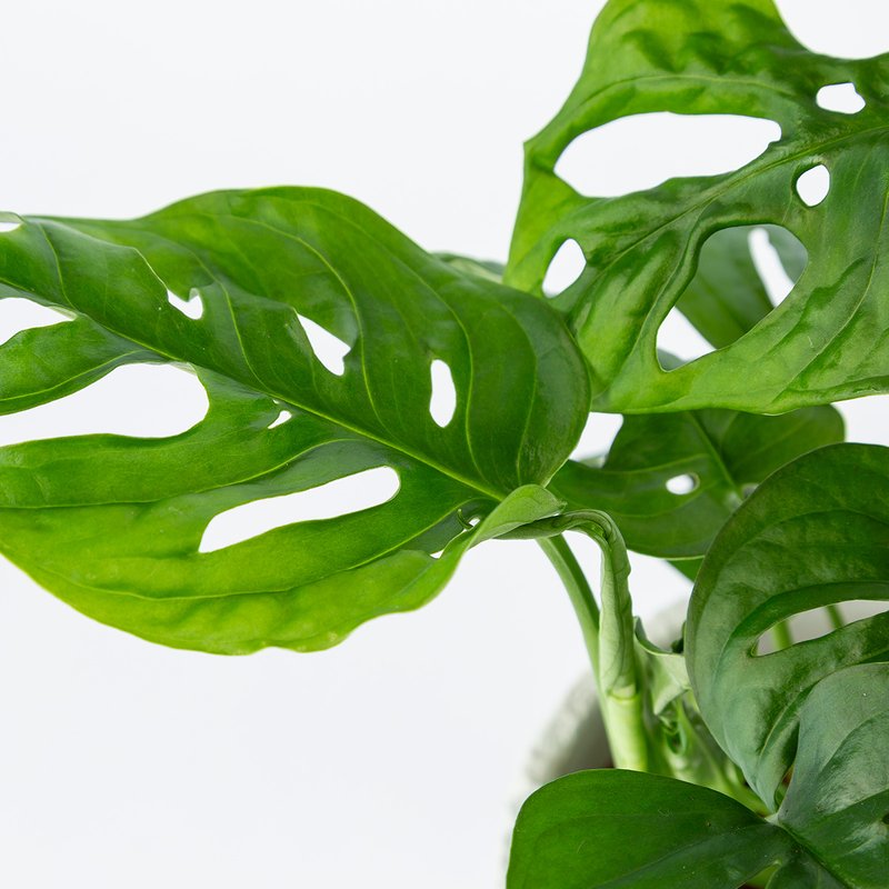 Lichtplantje Monstera