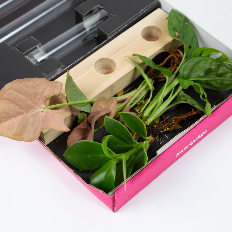 Cadeauset plantjes op water