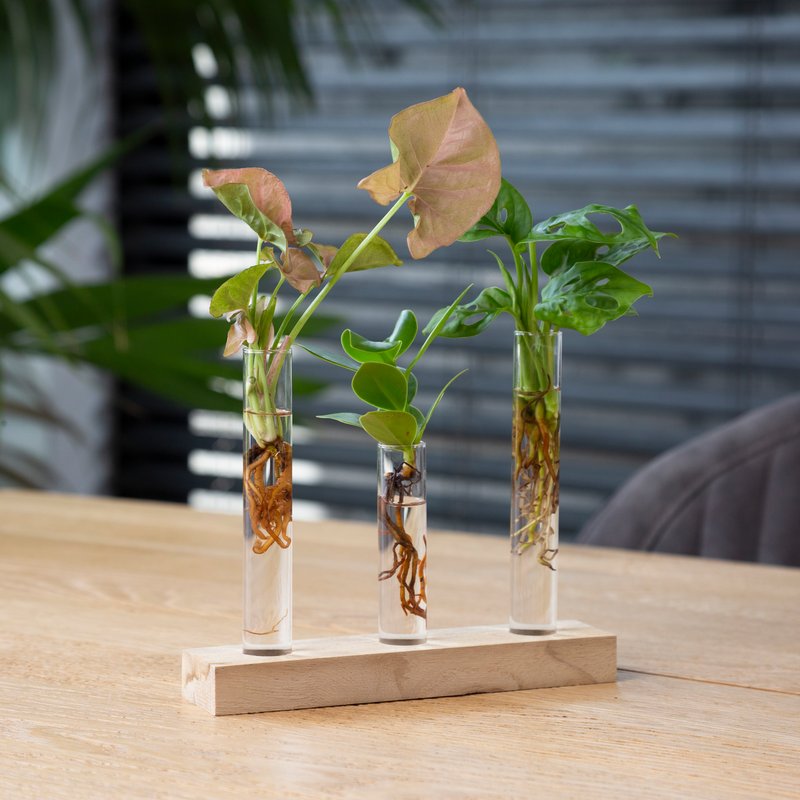 Cadeauset plantjes op water