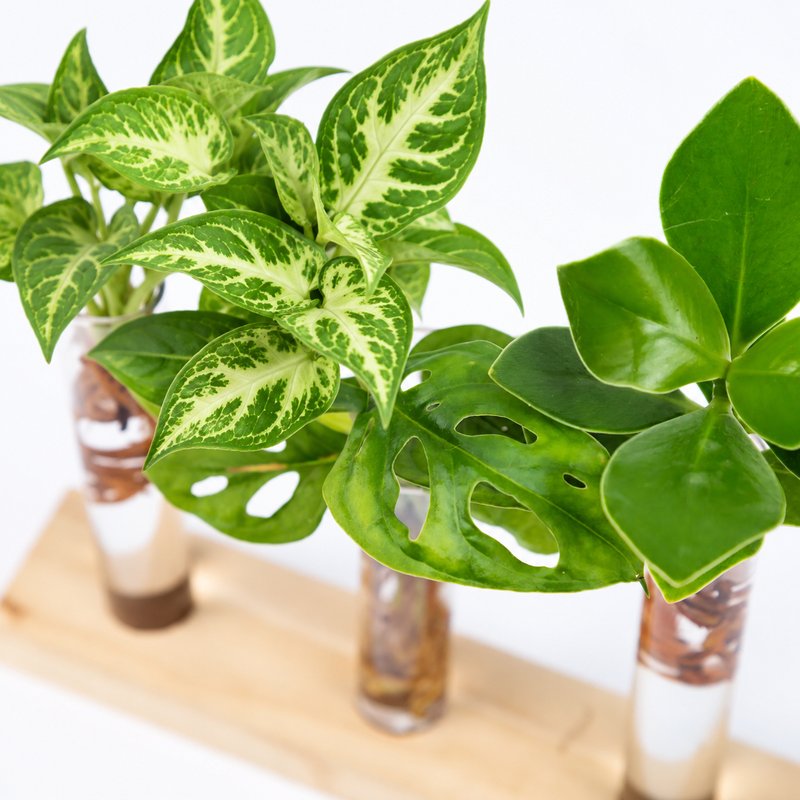 Cadeauset plantjes op water