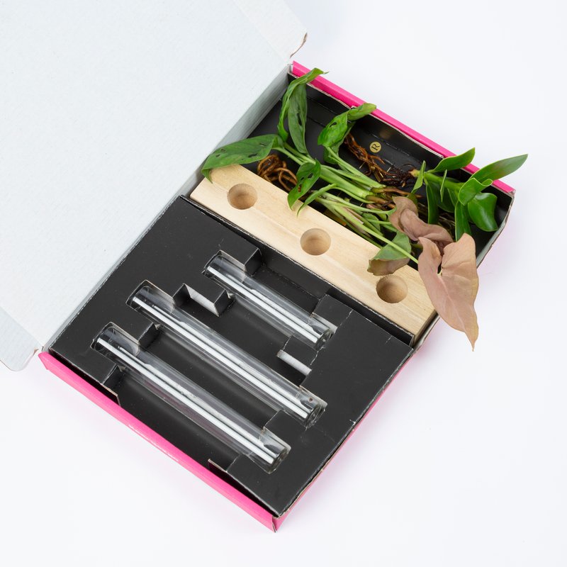 Cadeauset plantjes op water