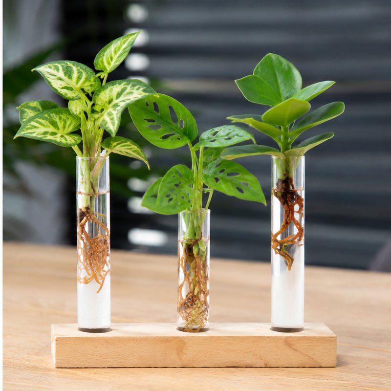 Cadeauset plantjes op water