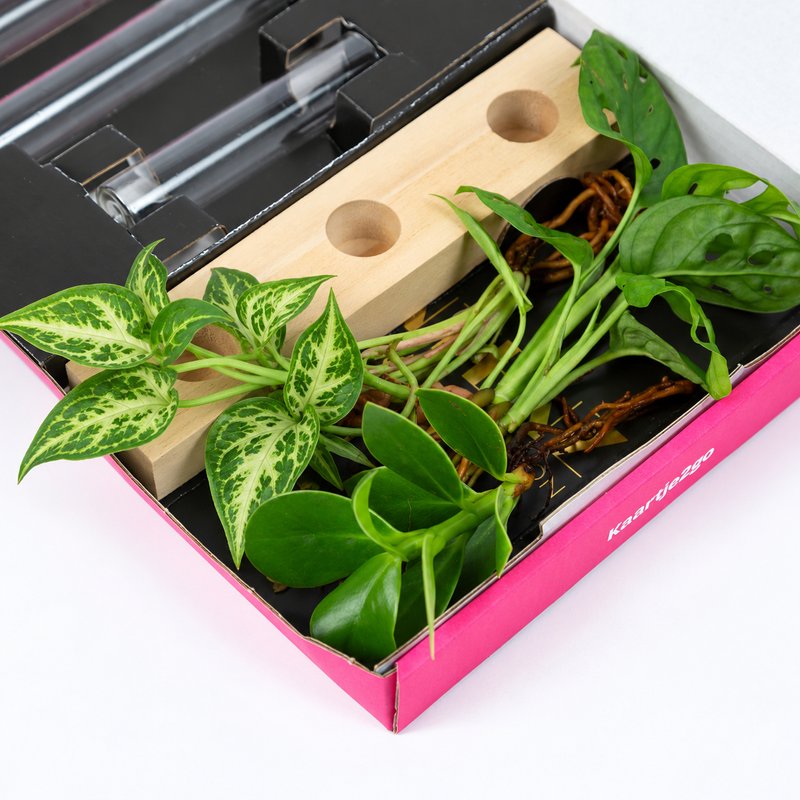 Cadeauset plantjes op water