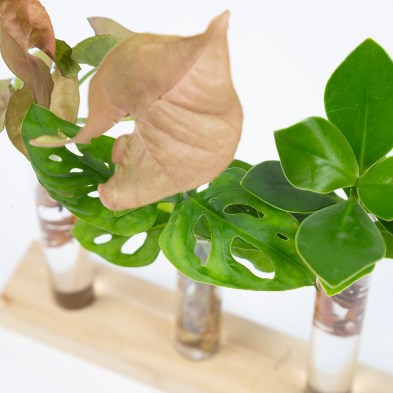 Cadeauset plantjes op water