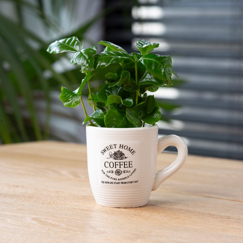 Koffieplantje in mok