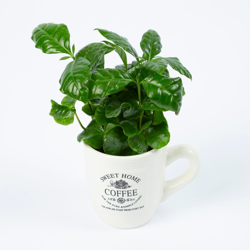 Koffieplantje in mok