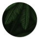 Jungle bladeren