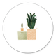Plantjes en dozen