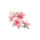 Bloesem Roze