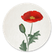 Klaproos