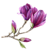 jubileum magnolia paars