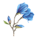 magnolia blauwe