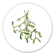 Mistletoe 2 NL K