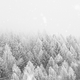 Besneeuwd bos