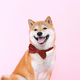Shiba Inu Kerst