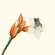 Jungle bloem met vlinder
