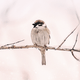 Vogeltje Kerst