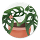 Sluitzegel monstera in pot