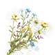 Wilde bloemen