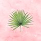 Tropisch blad roze achtergrond