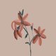 Condoleance_flower