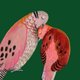 Christmas_two turtle doves