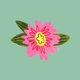 Birth_pink flower_spring