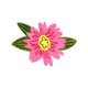 Birth_Floral_pink