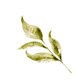 Trouwen - botanisch blad