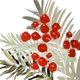 Kerst - botanische kersttakken