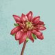 sluitzegel met dahlia Pinata