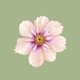 Sluitzegel Cosmea