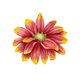 Aster YVON