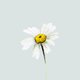 margriet