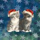 kittens blauw