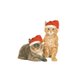 kerstkittens oranje bruin muts